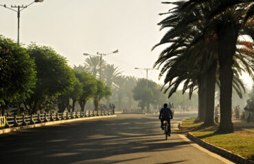 Bahrdar Palm_1000x667